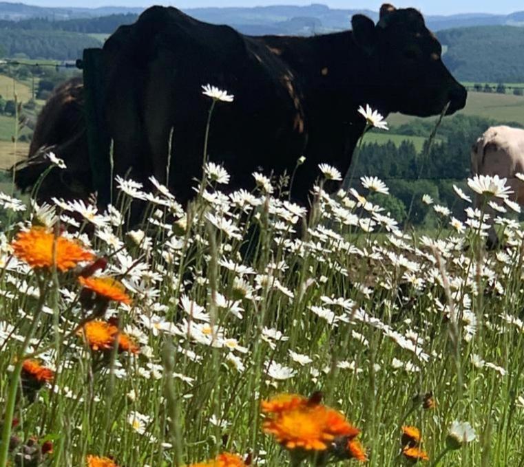 Urlaub Mit Hund Auf Dem Bauernhof Hofswald Leilighet Euscheid Eksteriør bilde