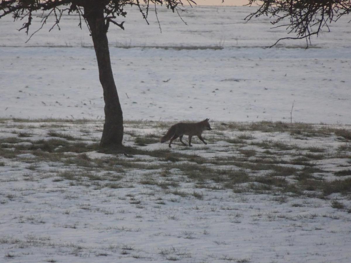 Urlaub Mit Hund Auf Dem Bauernhof Hofswald Leilighet Euscheid Eksteriør bilde