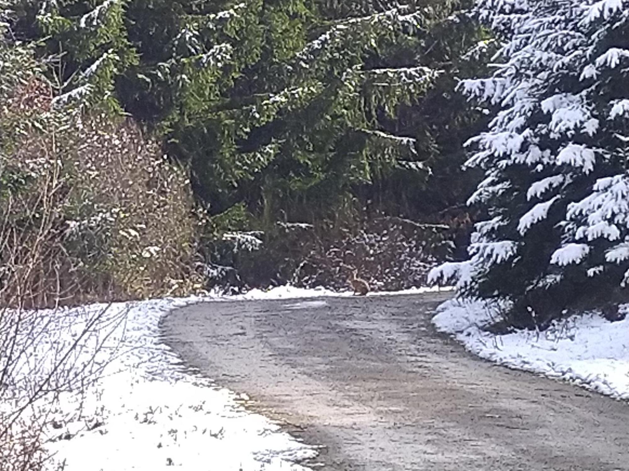 Urlaub Mit Hund Auf Dem Bauernhof Hofswald Leilighet Euscheid Eksteriør bilde