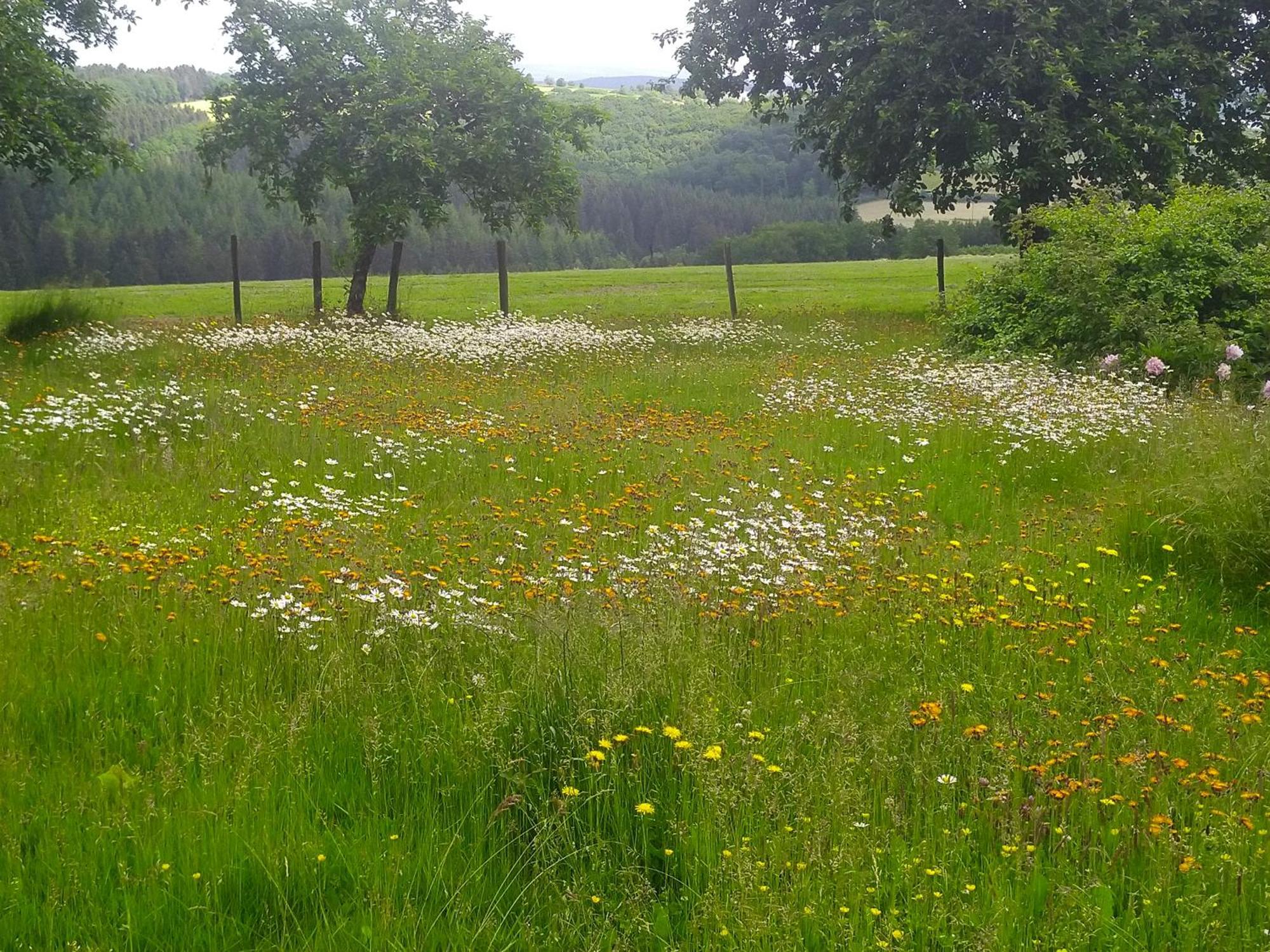 Urlaub Mit Hund Auf Dem Bauernhof Hofswald Leilighet Euscheid Eksteriør bilde