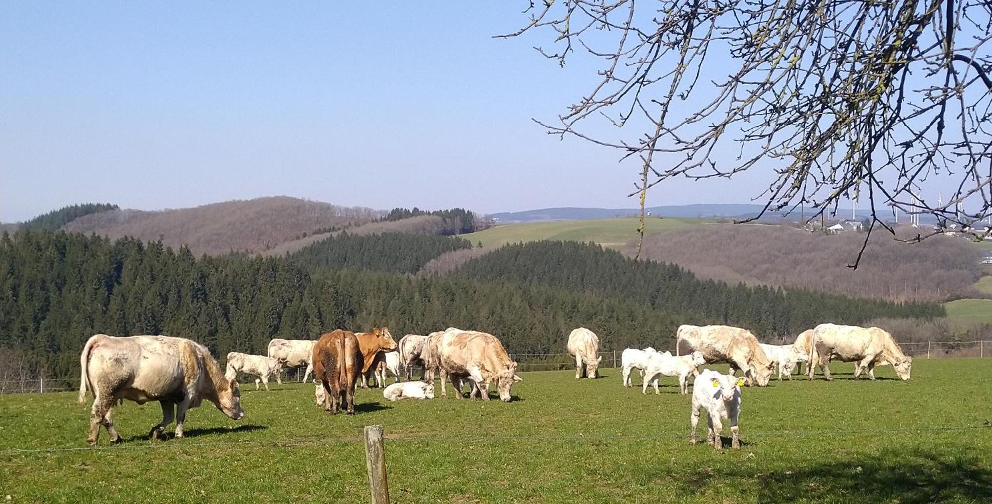 Urlaub Mit Hund Auf Dem Bauernhof Hofswald Leilighet Euscheid Eksteriør bilde