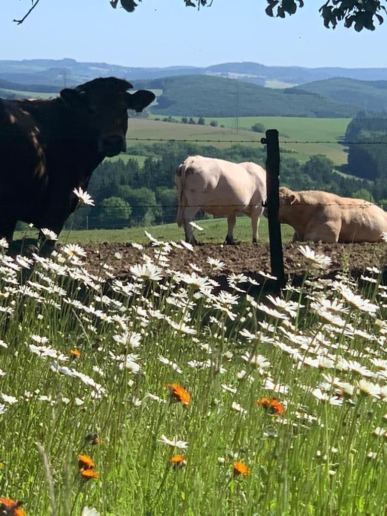 Urlaub Mit Hund Auf Dem Bauernhof Hofswald Leilighet Euscheid Eksteriør bilde