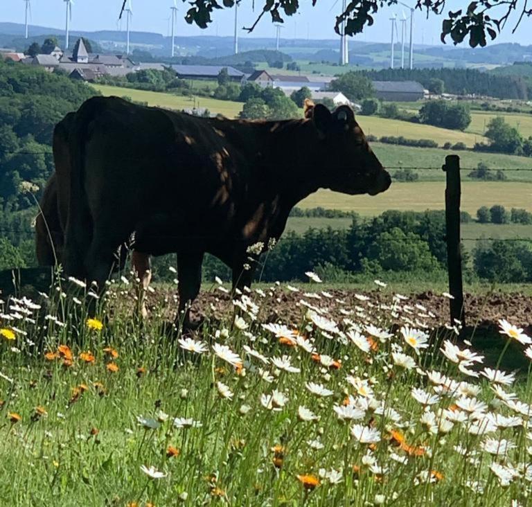 Urlaub Mit Hund Auf Dem Bauernhof Hofswald Leilighet Euscheid Eksteriør bilde