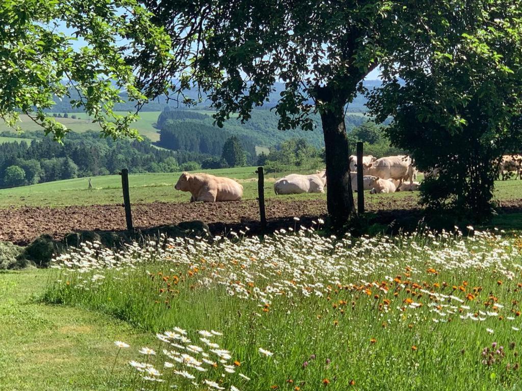 Urlaub Mit Hund Auf Dem Bauernhof Hofswald Leilighet Euscheid Eksteriør bilde