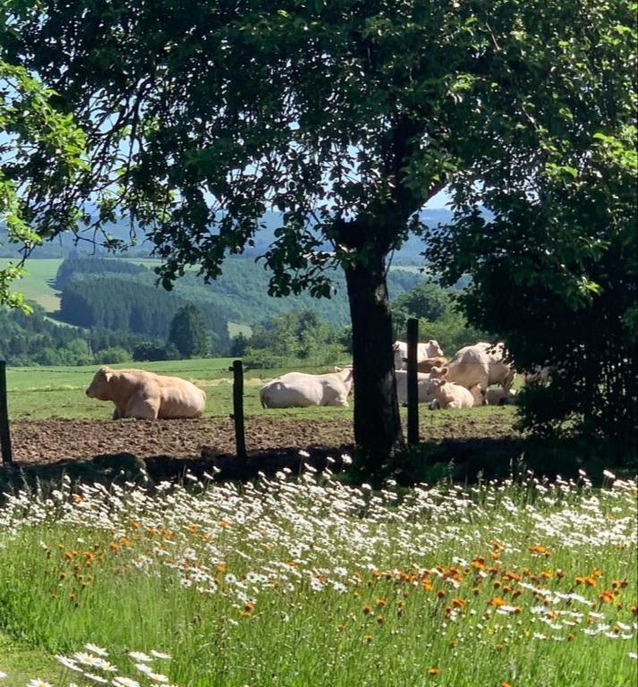 Urlaub Mit Hund Auf Dem Bauernhof Hofswald Leilighet Euscheid Eksteriør bilde