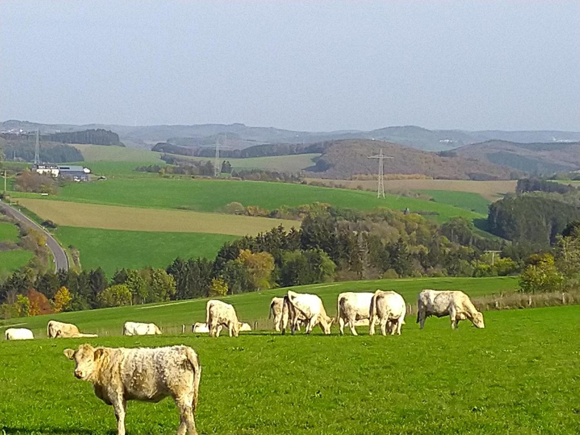 Urlaub Mit Hund Auf Dem Bauernhof Hofswald Leilighet Euscheid Eksteriør bilde
