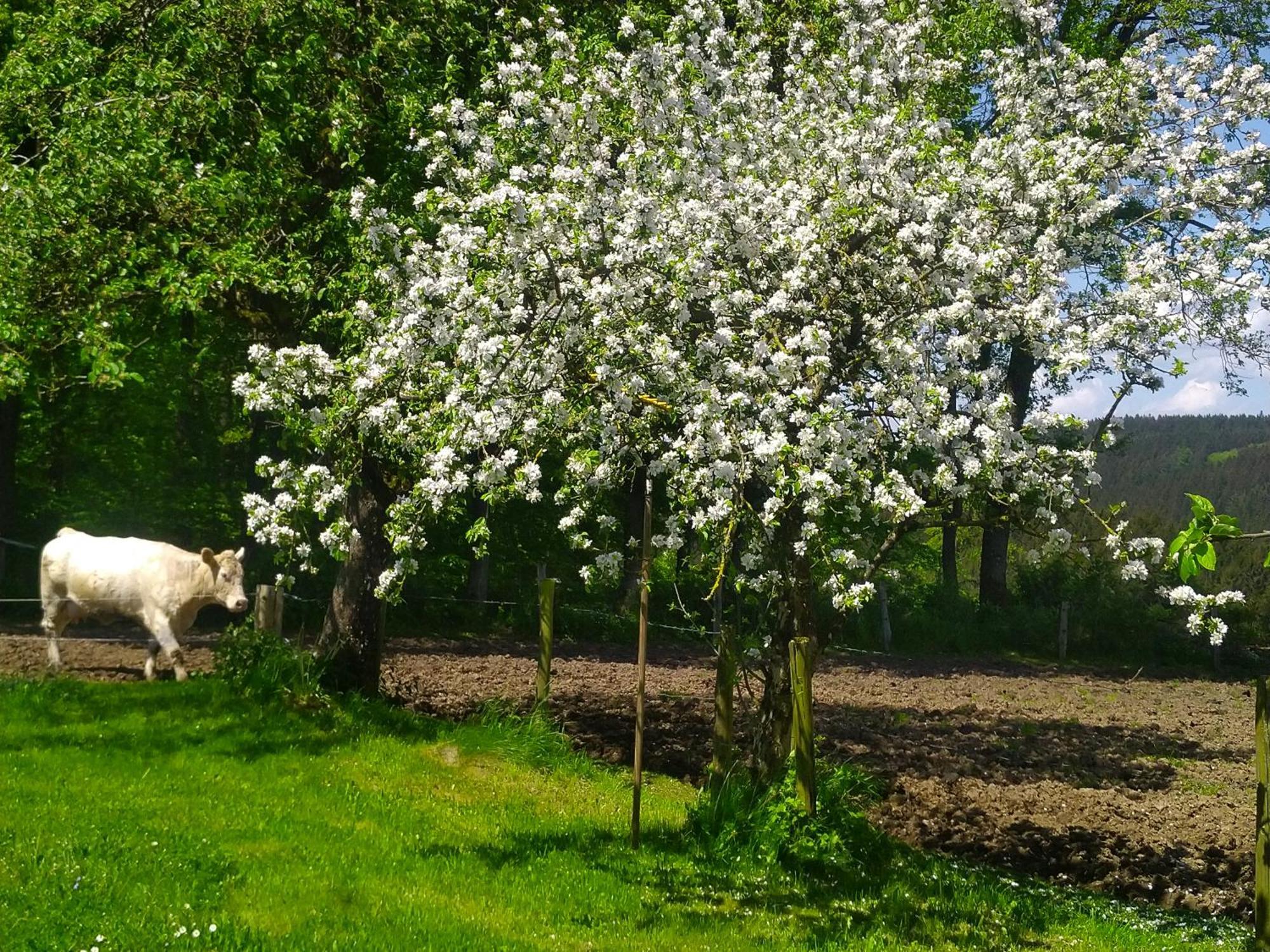 Urlaub Mit Hund Auf Dem Bauernhof Hofswald Leilighet Euscheid Eksteriør bilde